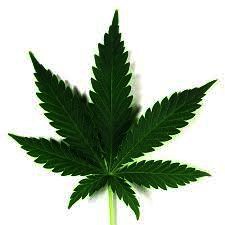 cannabis-feuille
