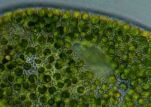 algue-chlorella