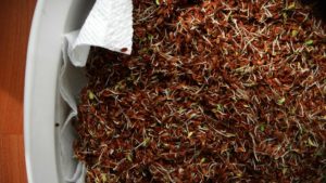 graines de lin germées