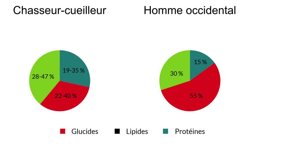 Alimentation homme primitif moderne