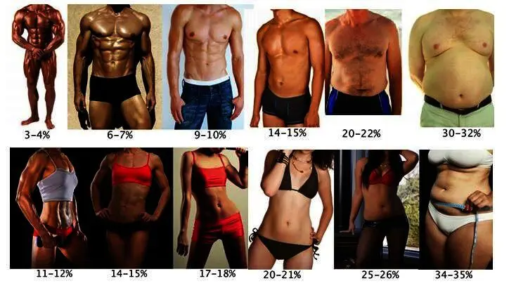 pourcentage graisse corporelle homme femme