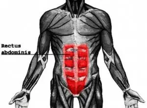 rectus abdominis