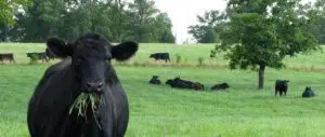 vaches nourries à l'herbe